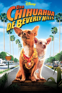 Un chihuahua en Beverly Hills