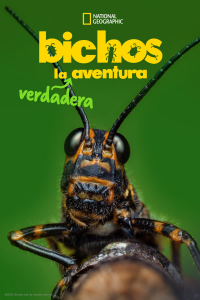 Bichos: La verdadera aventura